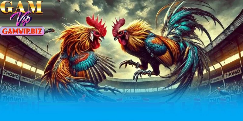 Áp dụng kinh nghiệm tham gia cá cược chiến kê giúp cược thủ thắng lớn