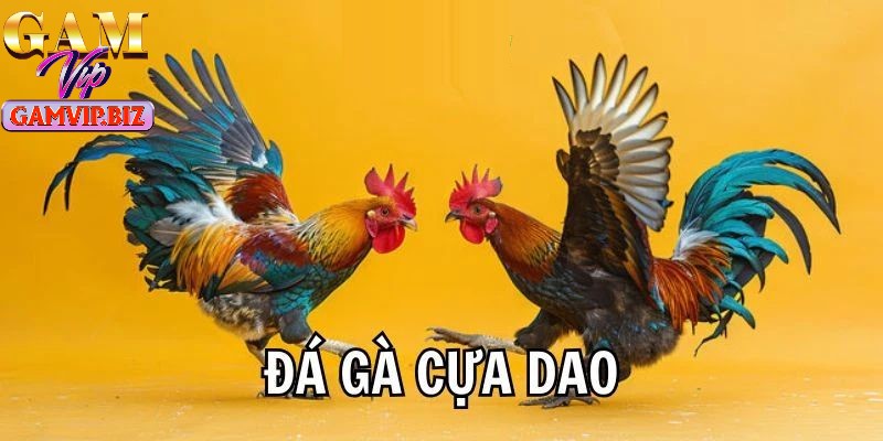 Cá cược đá gà cựa dao thu hút đông đảo thành viên lựa chọn