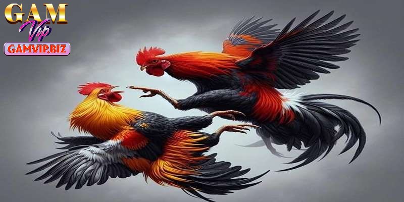 Chú ý khi chọn nòi để cá cược