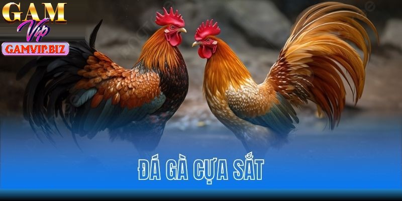 Đá gà cựa sắt có sức hút mãnh liệt