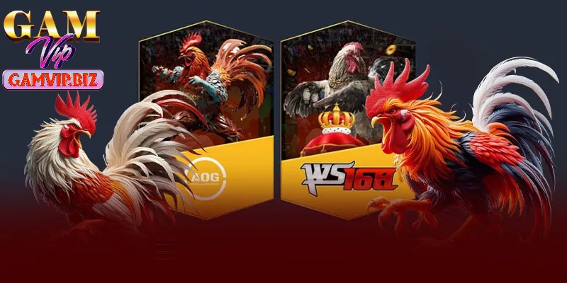 Đá gà GAMEVIP thu hút đông đảo thành viên tham gia trải nghiệm