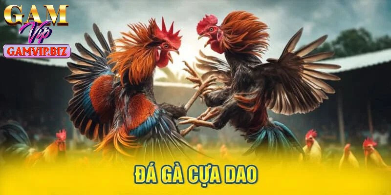 Dễ dàng xác định gà thắng khi tham gia cá cược