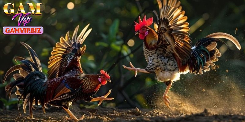 Luật chơi đá gà đơn giản, dễ dàng tham gia