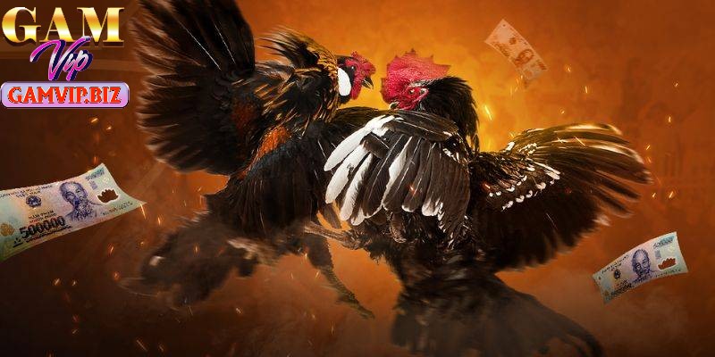 Tham gia cá cược chiến kê Thomo cần chú ý chọn giống gà